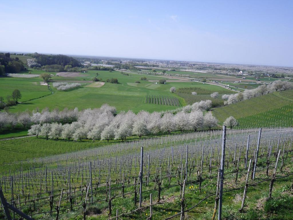 Am Weinberg * Oberkirch (Baden)